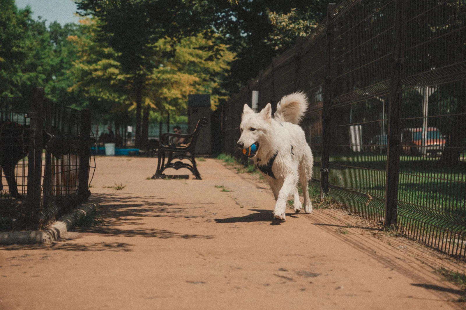 In Hesse, Free Places for Dogs to Play and Have Fun