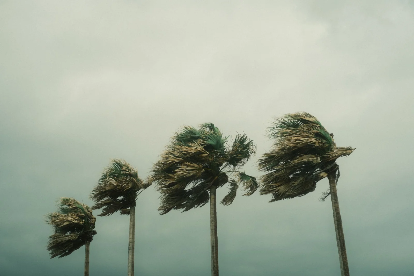 A Storm is Coming: Winds of 70 Kilometers Per Hour This Weekend!