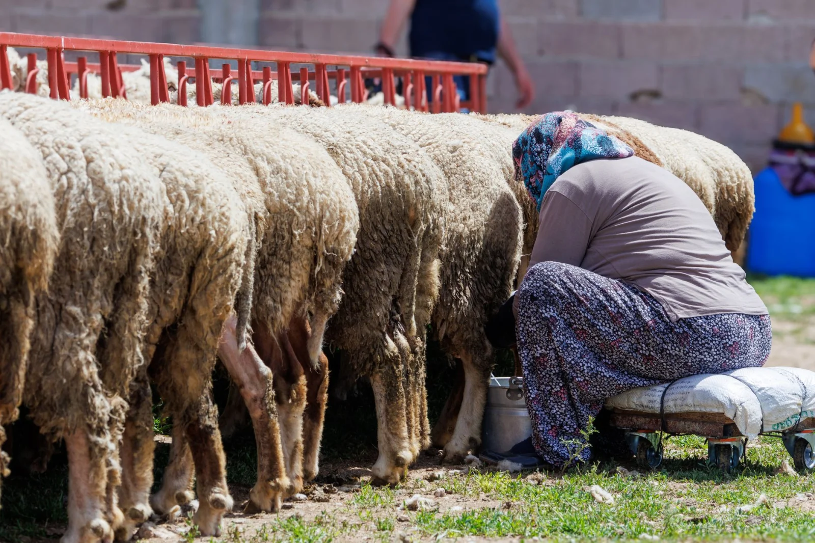 Preserving Old Livestock Breeds: Necessity or Choice?