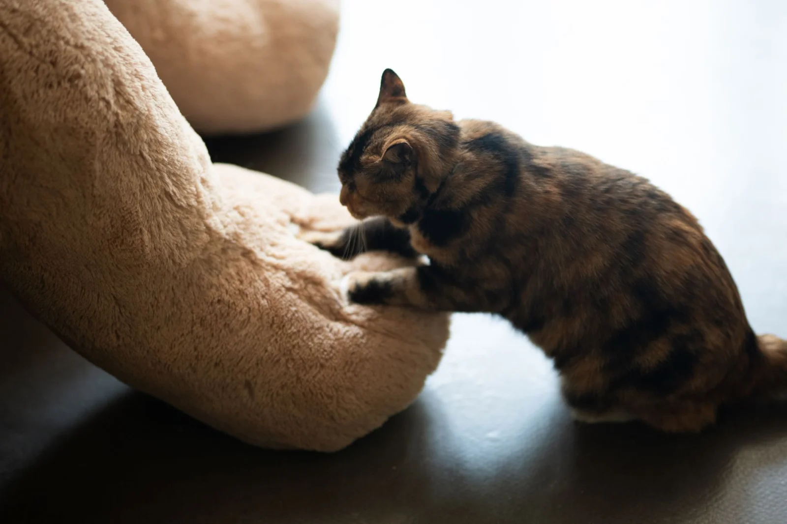 The Secrets of Cats' Kneading: Why Do They Press Their Paws on Cushions?