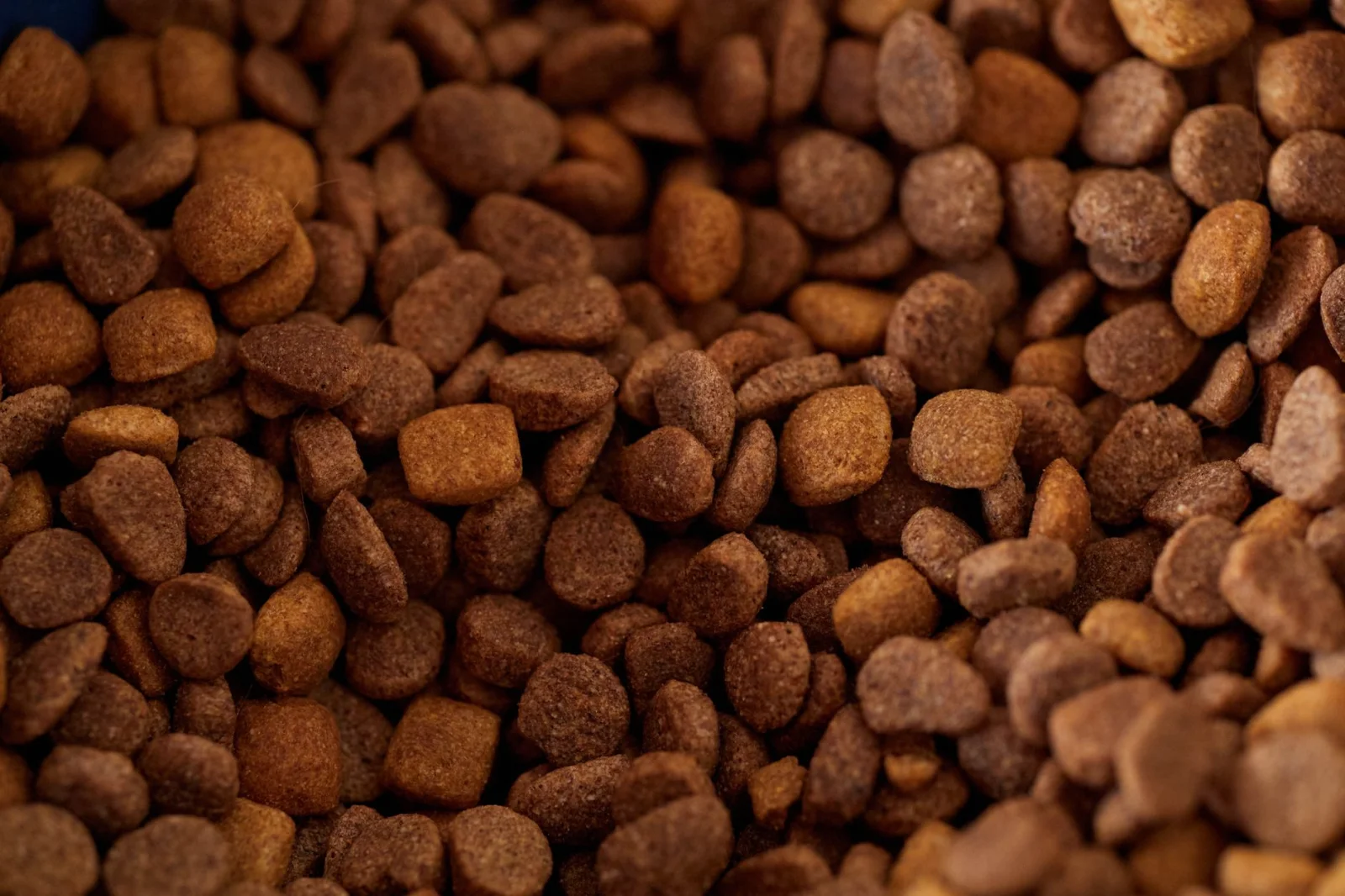 Why is Your Dog Suddenly Not Eating? Warnings You Shouldn't Ignore!