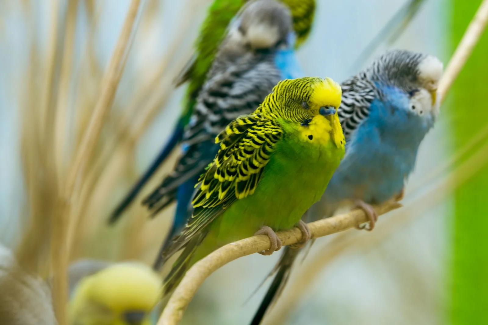 An Engaging Conversation with Bird Songs: A Look at the Sounds of Nifensitics