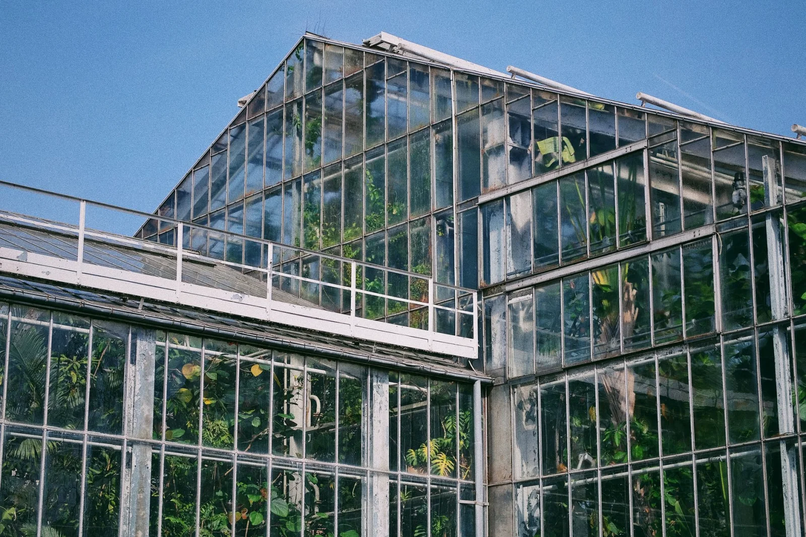 Greenhouse Selection Guide: From Materials to Suitable Structure