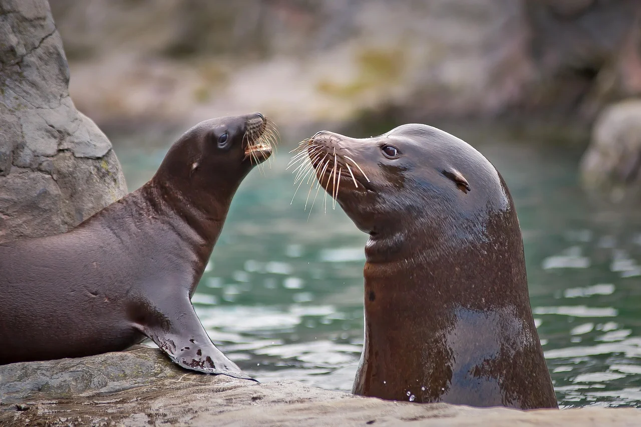 Saving the Lives of Seals: A Hospital for Hope and Life