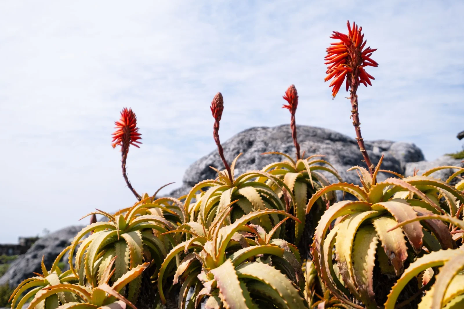The Revolution of Flowering Plants: A Story Beyond Dinosaurs