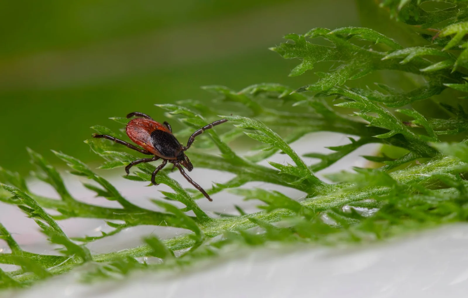 Zika Danger: The Season of Ticks is Peaking!