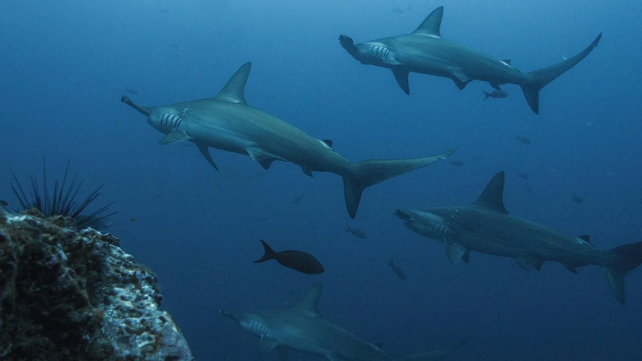 Controversial Report: Serious Threat to Aquatic Life; A Look at the Life of Hammerhead Sharks