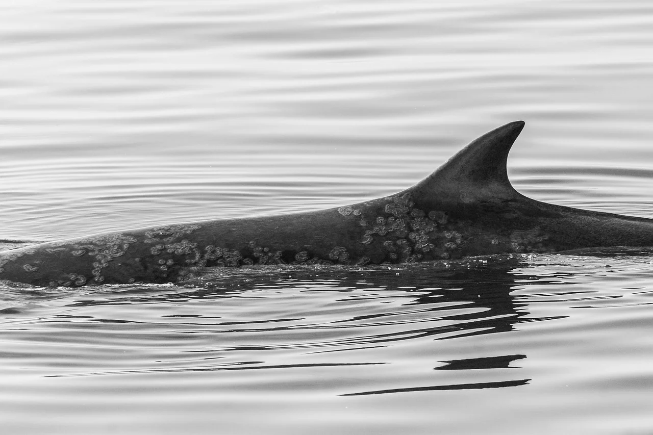 Can Whales Eat Humans?