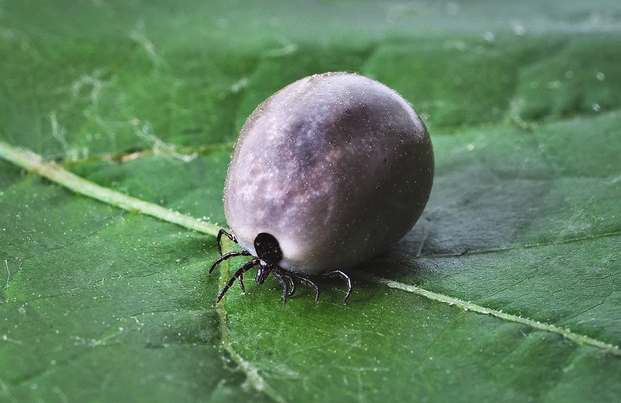 Overlooked Effects of Borreliosis: A Warning for Health!