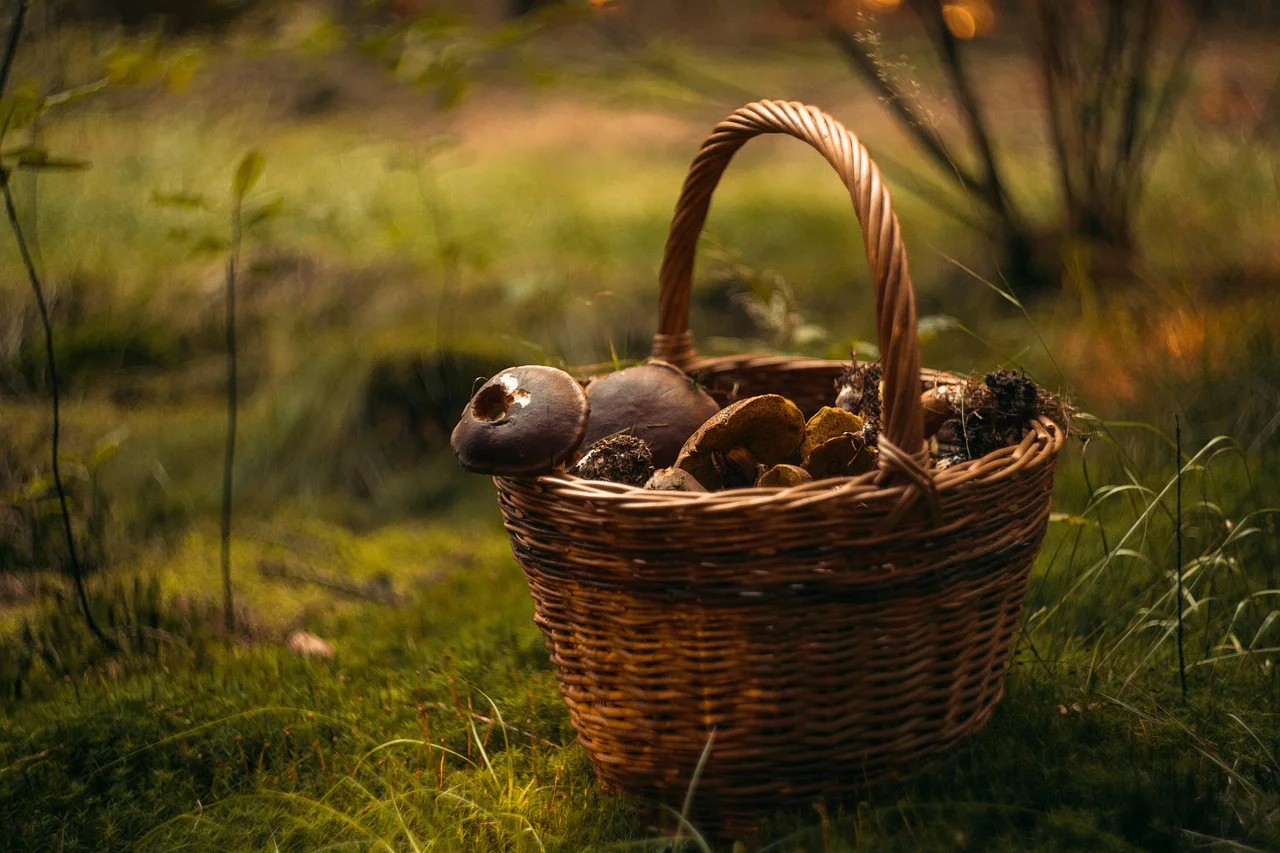 Hidden Danger: The Poisonous Plant That Burns Skin