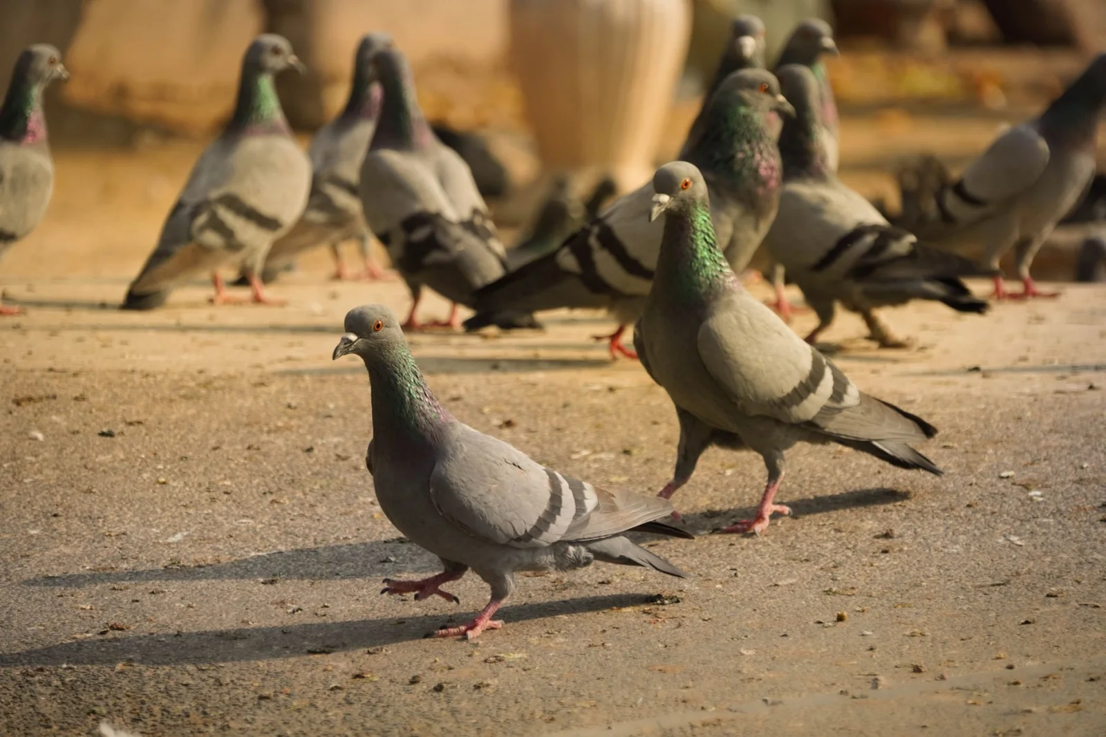 Thieves Who Stole Champion Birds