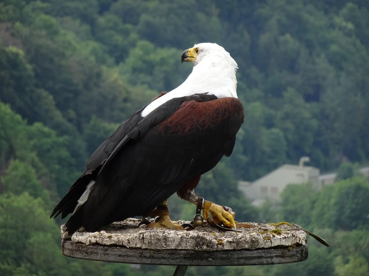 The Hidden Benefits of an Energy Producer in Protecting Fish Eagles!